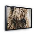 thumbnail image 3 of Designart 'Close Up Of Fluffy Curly Alpaca' Farmhouse Framed Canvas Wall Art Print, 3 of 5