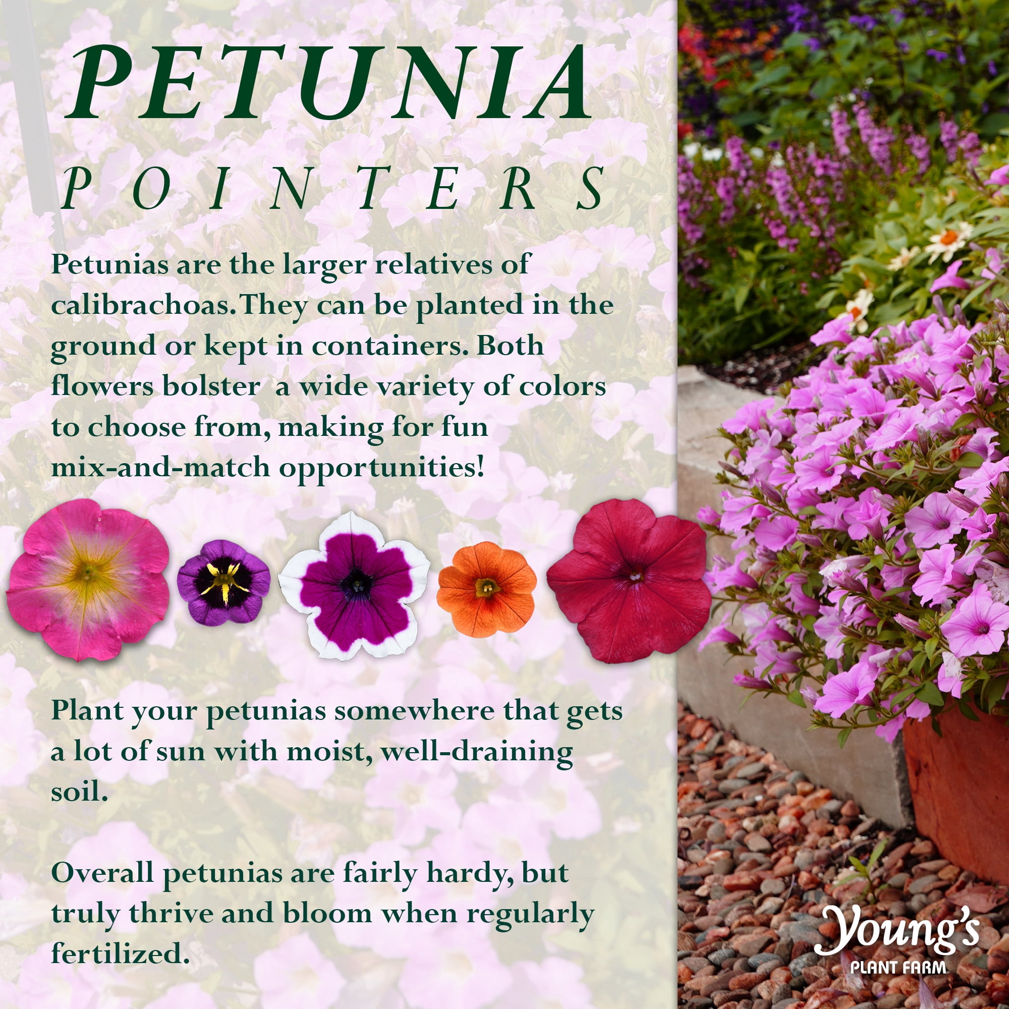 Amore 1.5 Gallon Petunia Pet-Friendly Purple Prince, Live Annual Plant, Full Sun