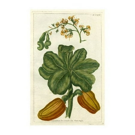 15 Poster Print - Botanical by Buchoz III (D) Poster Print by Pierre-Joseph Buchoz (11 x 15)