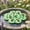 Green405, variant on Floating Flower Pollinator Water Station, Foam Honeybee Drinking Pad With Water Reservoir Holes For Bees Butterflies Garden Wildlife Habitat Support