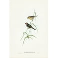 thumbnail image 2 of Gould, John 11x14 White Modern Wood Framed Museum Art Print Titled - Red-tailed Finch-Estrelda ruficauda, 2 of 4