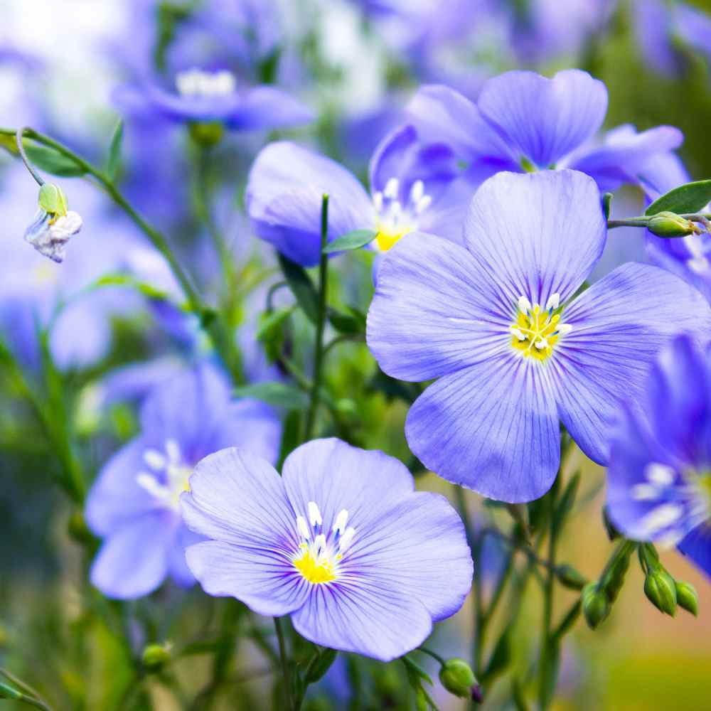 Outsidepride Blue Flax Linum Perenne Flower Seed - 1 LB