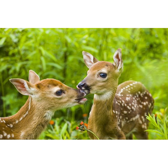 Twin White-Tailed Deer Fawns Nuzzling Together In Meadow Minnesota Spring Captive Canvas Art - Michael DeYoung  Design Pics (34 x 22)
