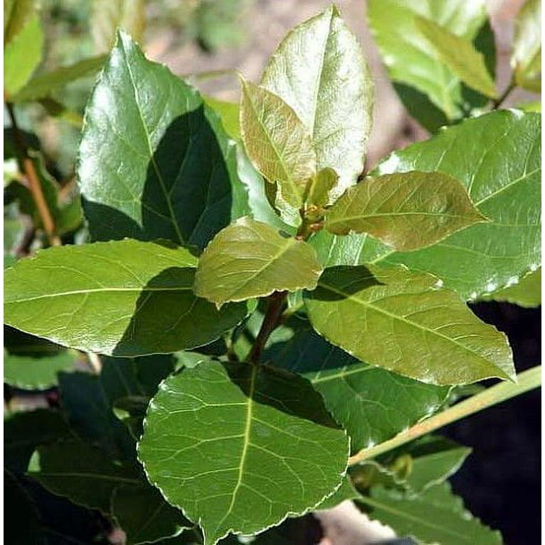Ohio Grown Sweet Bay Laurel Herb - Laurus nobilis- 4 Ohio Grown Sweet Bay Laurel Herb - Laurus nobilis- 4