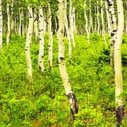 Brighter Blooms - Quaking Aspen Tree, 6-7 ft. - No Shipping to AK, AZ, HI