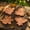 C, variant on Copper Pond Cleaner - 4 Pack Chemical-Free Algae Control Disk for Bird Baths, Fountains, and Outdoor Water Features