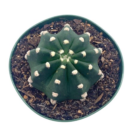 Florida House Plants Easter Lily Cactus 4" Echinopsis subdenudata Live Plants in 4" Pot