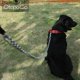 thumbnail image 4 of 1 collar para perros, cómodo y suave, ajustable, para perros pequeños, medianos y grandes, diseño de hebilla fácil de usar, collar de cuero de lujo para perros, 4 of 5