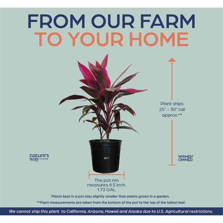 Cordyline Fruticosa, Red Sister, Ti Plant, Live Plant 25-30 in. Tall in Grower Pot by Nature's Way Farms