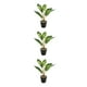 thumbnail image 3 of Planta de tortuga Billuyoard ecológica de bajo mantenimiento artificial para decoración de hogar y oficina, 3 of 6
