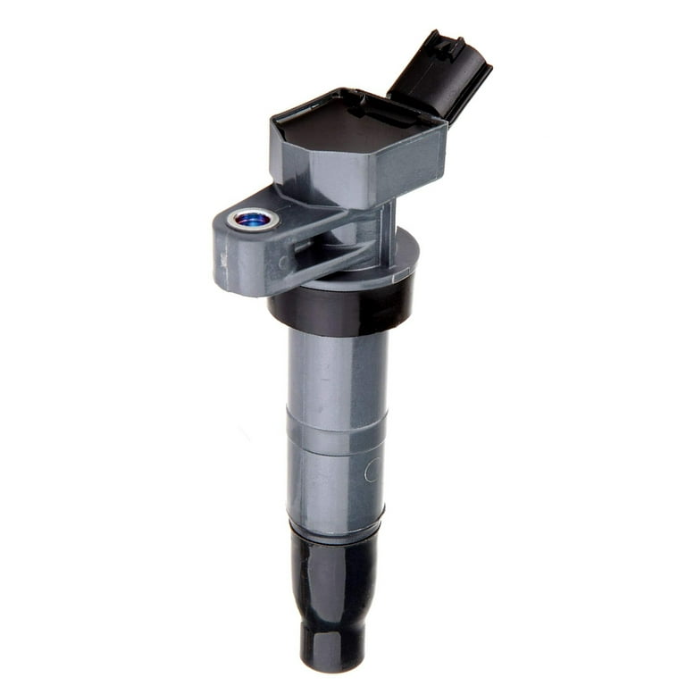 12 コミフォラ　sp エイル　N 12 コミフォラ sp エイル N コミフォラエイル 発根済み