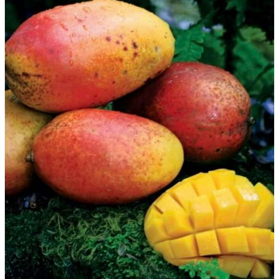 Kent Fast Growing mango tree GRAFTED 2-4 Ft Tall. Ship To all states.