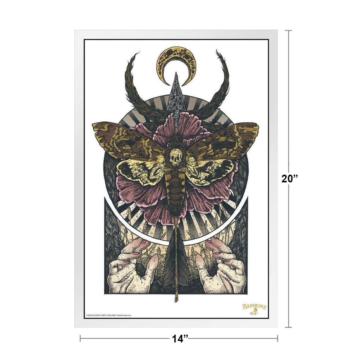 DeathsHead Hawkmoth moth lepidoptera wings fauna insect skull HD  wallpaper  Peakpx
