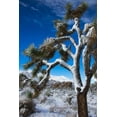 thumbnail image 2 of Muench, Zandria 17x24 Gold Ornate Wood Framed with Double Matting Museum Art Print Titled - Winter storm-Joshua Tree National Park-California, 2 of 4