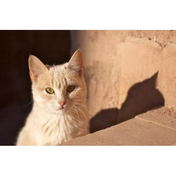Cat Inside Kasbah De Taourirt Same Clay Color Poster Print By Michele Molinari Walmart Com Walmart Com