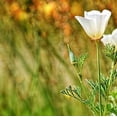 thumbnail image 5 of Isla's Garden Seeds White Linen California Poppy Flower Seeds, 1500 Count, 5 of 7