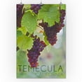 thumbnail image 3 of Temecula, California, Wine Grapes on Vine (24x36 Giclee Gallery Art Print, Vivid Textured Wall Decor), 3 of 3