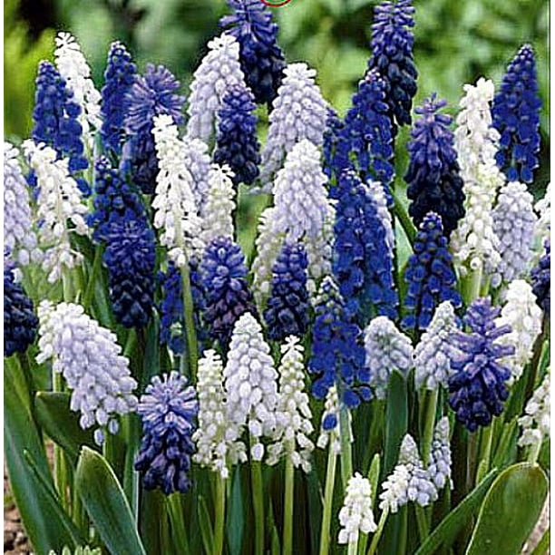 Delft Blue Grape Hyacinth Mix 36 Bulbs Muscari 8 9 Cm Bulbs Walmart Com Walmart Com