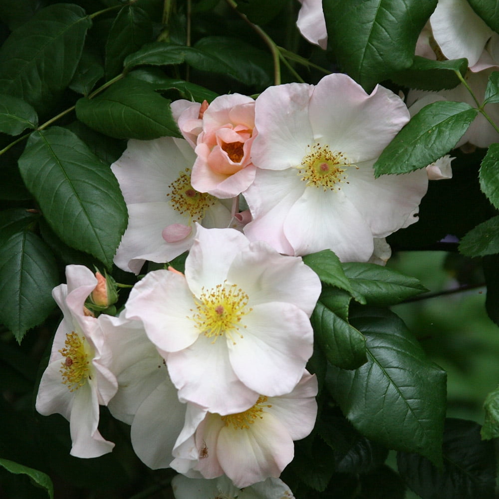 Heirloom Roses Sally Holmes Shrub Rose - Thumbnail 4