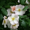 thumbnail image 2 of Heirloom Roses Rose Bush - Sally Holmes White Shrub Rose Plant, 2 of 3