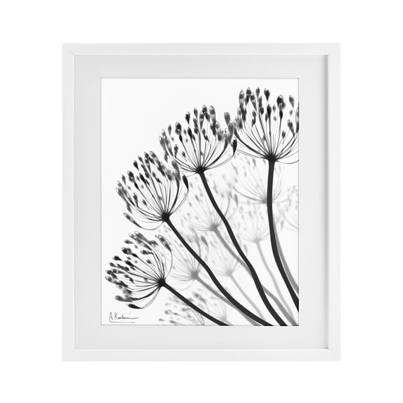 Stupell Industries Contemporary Floral Fan Dandelions White Framed Print Under Glass, 13 x 16, by Albert Koetsier