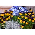 thumbnail image 4 of Seedville 50 Dark Jonny Jump Up Viola Tricolor Flower Seeds, 4 of 8