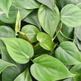 thumbnail image 4 of Live Green Philodendron Plant - 4" Decorative Biodegradable Pot - Terra Cotta, 4 of 5