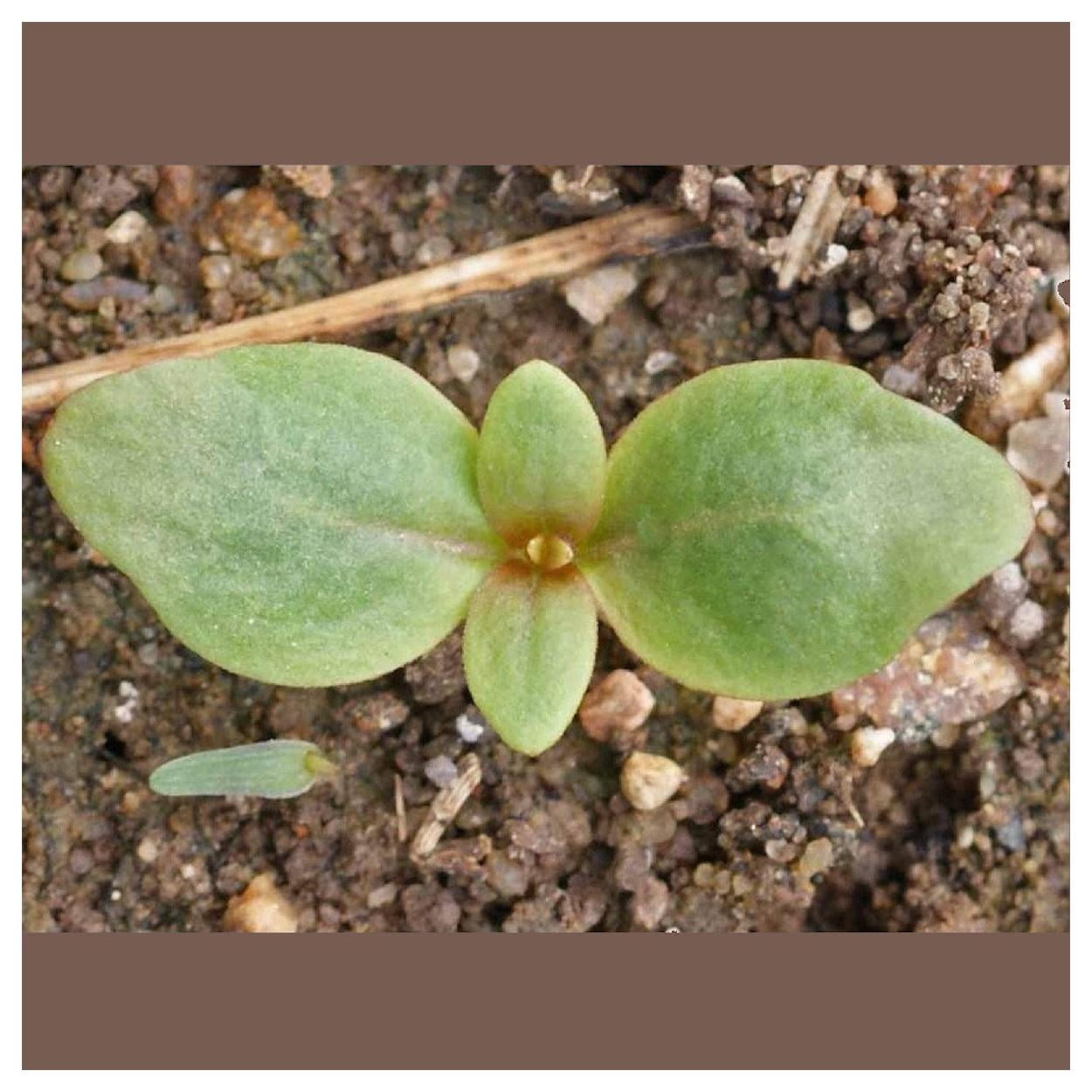 Everwilde Farms - 1 lb Deerhorn Clarkia Native Wildflower Seeds - Gold Vault Bulk Seed Packet