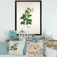 thumbnail image 3 of Designart 'Ancient London Plants VIII' Farmhouse Framed Art Print, 3 of 4