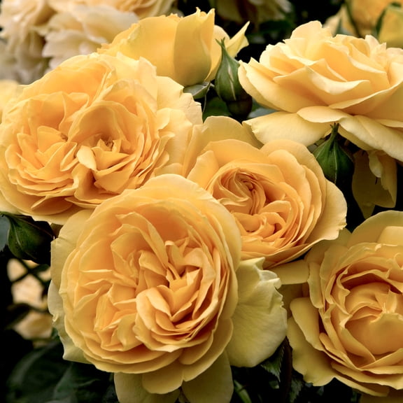 Van Zyverden Roses Julia Child 1 Plant Root Stock Yellow Partial Sun Perennial Pollinator 3 lbs