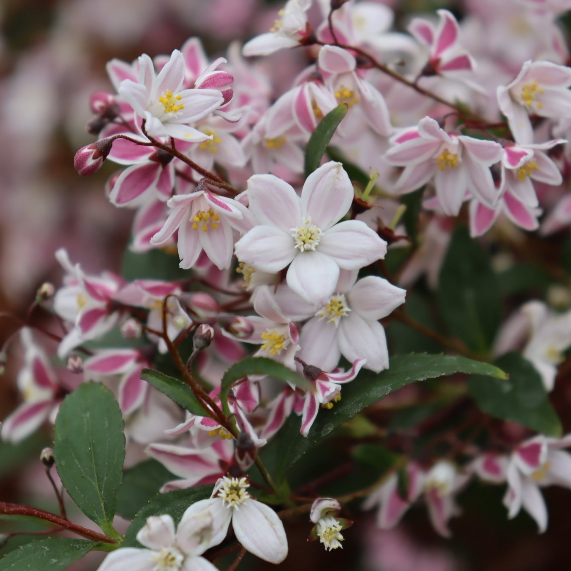 Proven Winners ColorChoice 6" Pink Yuki Kabuki Deutzia Live Plant in 7.5" Pot