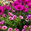 PW 2G Multicolor Calibrachoa Petunia Live Plants with Planter