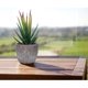 thumbnail image 4 of Juego de 3 pequeñas plantas artificiales decorativas para interiores y exteriores, suculentas en maceta para oficina, balcón, sala de estar y hogar", 4 of 5
