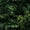 Color 1, variant on Peel and Stick Wallpaper Tropical Palm Leaf Soft Green Tones Layered Botanical Wall Mural 17.7in x 9.8ft Self Adhesive Removable Wall Paper Renter Friendly Wallpaper for Nursery Bedroom Cabinets