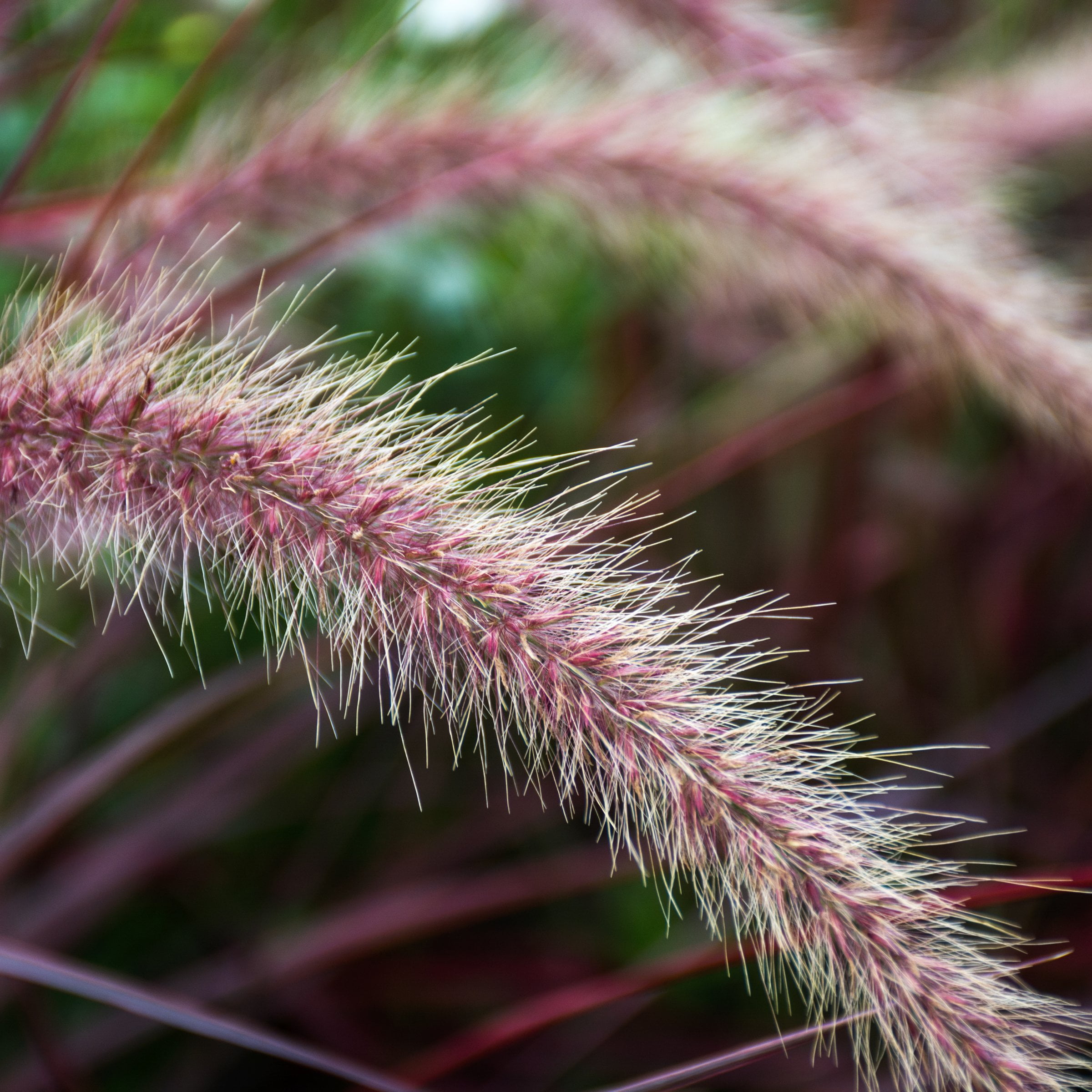 National Plant Network 4 in. Purple Fountain Live Ornamental Grass (3-Pack)