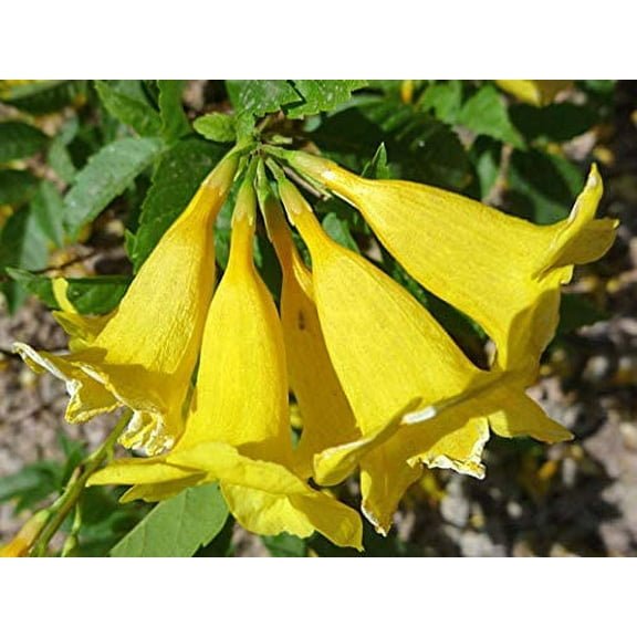 Yellow Trumpetbush Seeds - 20  Seeds to Grow - Rare and Exotic Trumpet Bush Seeds