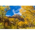 thumbnail image 2 of Perry, William 24x17 Gold Ornate Wood Framed with Double Matting Museum Art Print Titled - Colorful yellow cottonwood trees-Canyonlands National Park-Needles District-Utah, 2 of 4