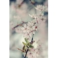 thumbnail image 2 of Gardner, Sarah 11x14 White Modern Wood Framed Museum Art Print Titled - A Branch of Beauty Vertical, 2 of 4