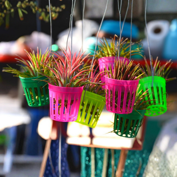 Set 15 Air Plants Live, Tillandsia Air Plant, 2 -3 Inches Long, Colorful Air Plant for Planting Gardening Outdoor Indoor