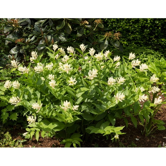 10 SOLOMON'S SPIKE White Western False Seal Maianthemum Racemosum Flower Seeds