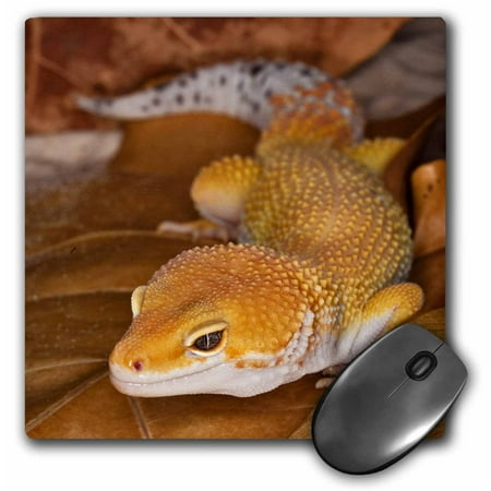 3dRose Leopard Gecko morph, Lizard, Pakistan-AS28 AJE0000 - Adam Jones, Mouse Pad, 8 by 8