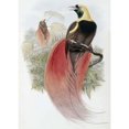 thumbnail image 2 of Marquis De Raggis Bird of Paradise Poster Print by  John Glover  (10 x 14), 2 of 2