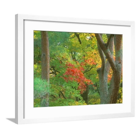 Rob Okochi Sanso Kyoto Japan - Okochi Sanso, Kyoto, Japan Framed Print Wall Art By Rob Tilley