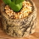 thumbnail image 3 of Mini plantas suculentas frescas, simulación de macetas, plantas en maceta, adorno de bonsái, decoración de escritorio, 3 of 8