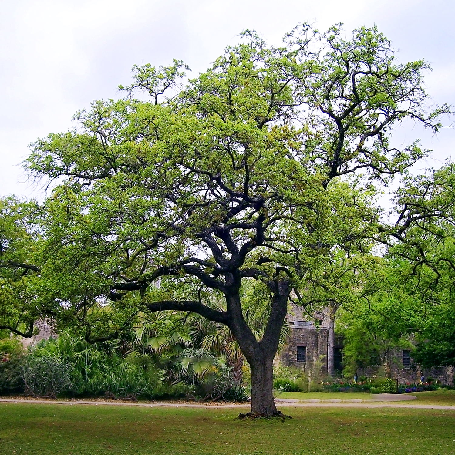 Expert Gardener 1- 1.5 ft tall Southern Live Oak Live Tree in 1-Gallon Grower Pot