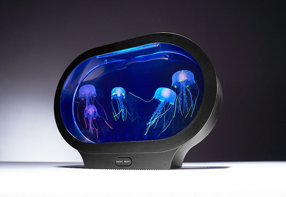 jellyfish aquarium