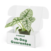 Alocasia Baginda Live Green Plant in 4" Pot