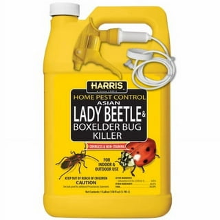 Harris Asian Lady Beetle & Box Elder Killer