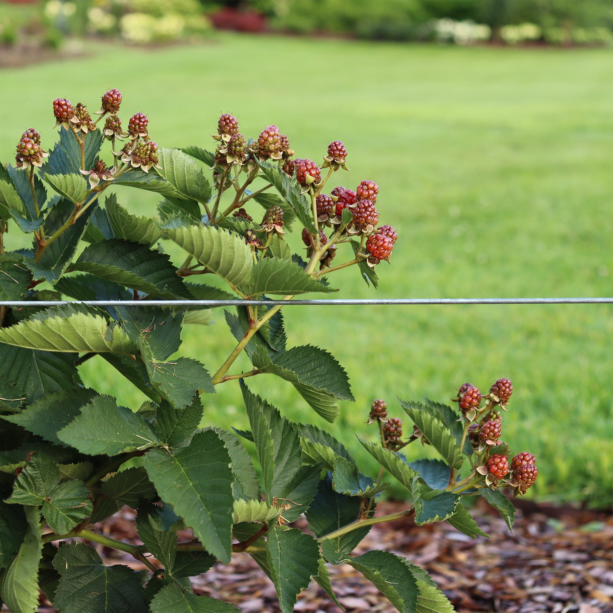 Proven Winners ColorChoice Taste of Heaven Blackberry Live Shrub (2 Gallon)