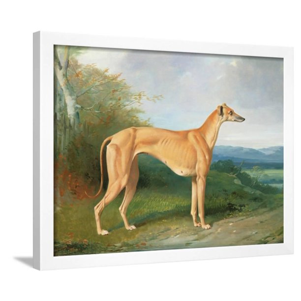 The Greyhound Bitch Lydia Framed Print Wall Art By Henry Barraud